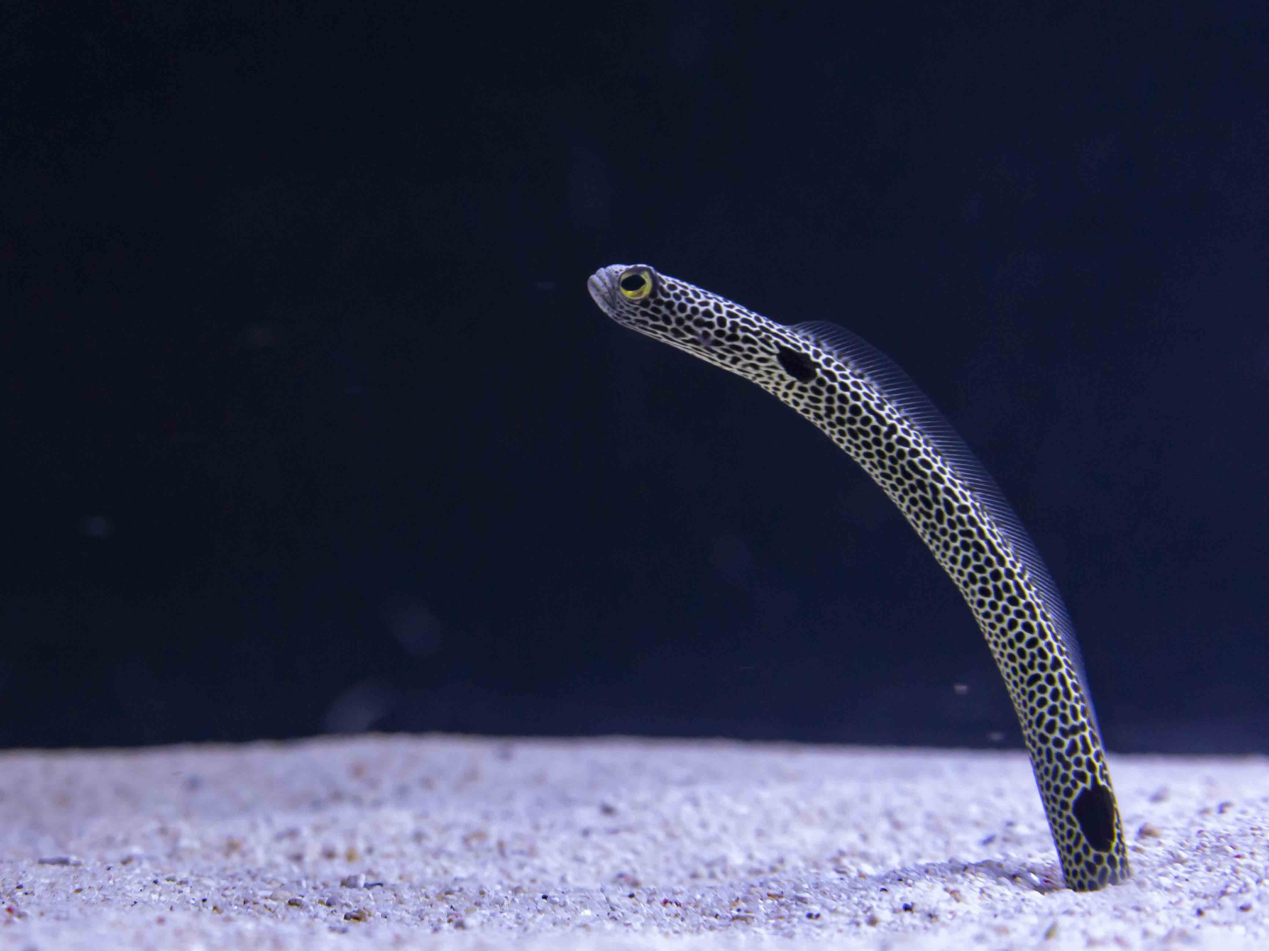 garden eel